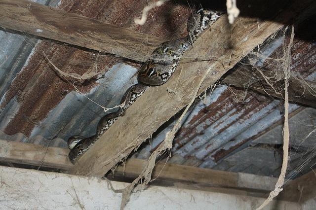 梁の上に体長４メートルのニシキヘビ　タイ東部
