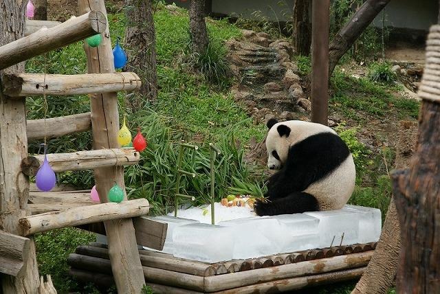 チェンマイ動物園のパパパンダ、１３歳に