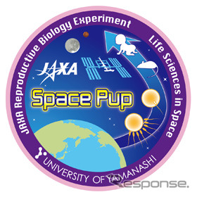 JAXA、きぼう日本実験棟で「ほ乳類の繁殖における宇宙環境の影響（スペースパップ）」の実験を開始