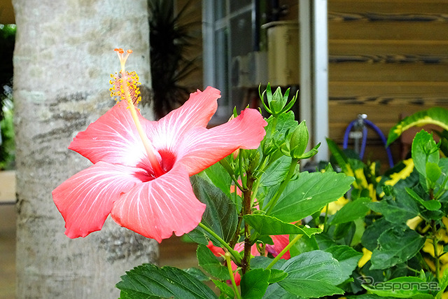 宮古島には、冬のサトウキビ収穫期に咲く花もさまざまある