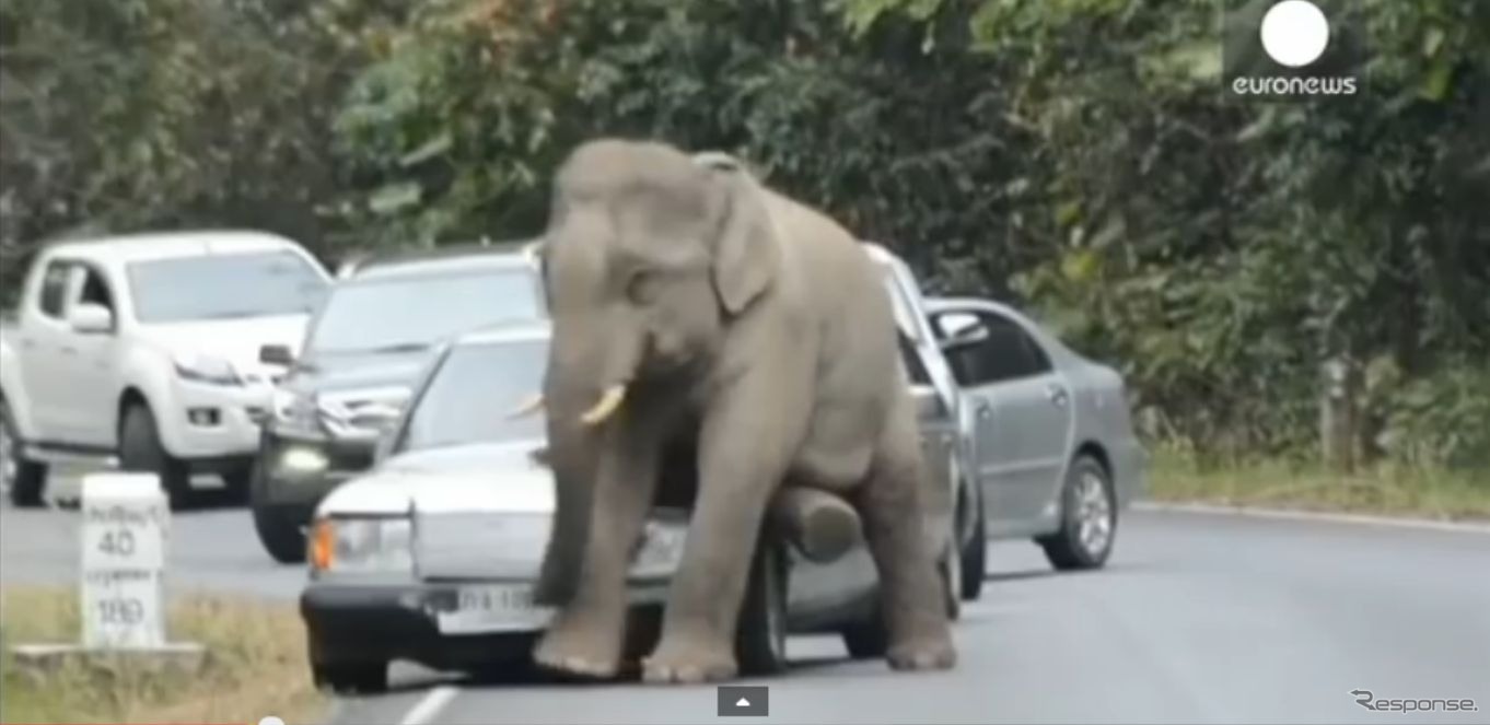タイの国立公園内の道路で象が車を踏み潰す映像を公開した『euronews』