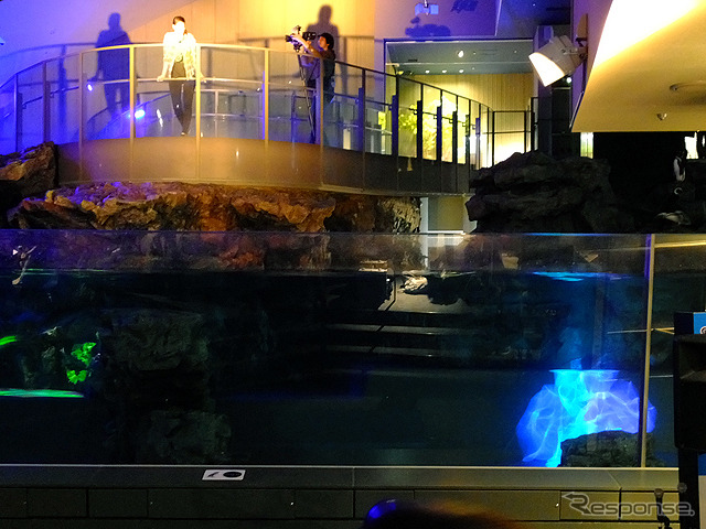 すみだ水族館に登場した、光と音楽とペンギンの新展示「ペンギンキャンディ」（3月21日～7月17日）。3月19日のオープニングイベントには動物好きな森泉も登場。ペンギンを抱き「連れて帰りたい！」と笑った