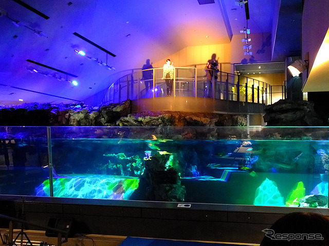 すみだ水族館に登場した、光と音楽とペンギンの新展示「ペンギンキャンディ」（3月21日～7月17日）。3月19日のオープニングイベントには動物好きな森泉も登場。ペンギンを抱き「連れて帰りたい！」と笑った
