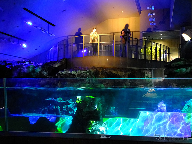 すみだ水族館に登場した、光と音楽とペンギンの新展示「ペンギンキャンディ」（3月21日～7月17日）。3月19日のオープニングイベントには動物好きな森泉も登場。ペンギンを抱き「連れて帰りたい！」と笑った