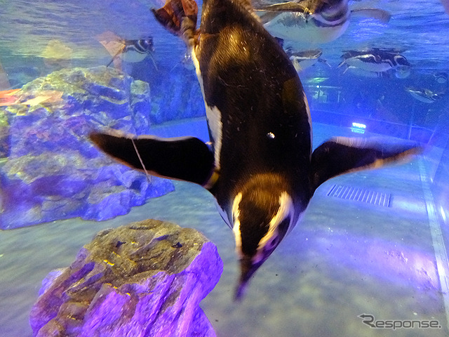 すみだ水族館に登場した、光と音楽とペンギンの新展示「ペンギンキャンディ」（3月21日～7月17日）。3月19日のオープニングイベントには動物好きな森泉も登場。ペンギンを抱き「連れて帰りたい！」と笑った
