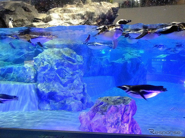すみだ水族館に登場した、光と音楽とペンギンの新展示「ペンギンキャンディ」（3月21日～7月17日）。3月19日のオープニングイベントには動物好きな森泉も登場。ペンギンを抱き「連れて帰りたい！」と笑った