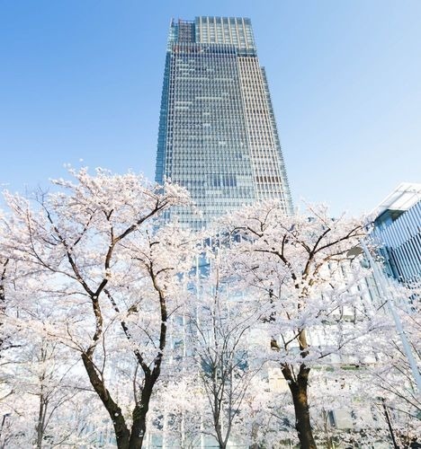 東京ミッドタウンにはソメイヨシノを中心に103本の桜があり、檜町公園の桜（44本）も鑑賞することができる。