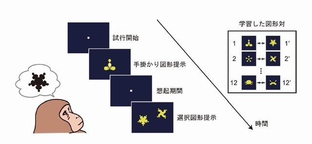 対連合記憶課題