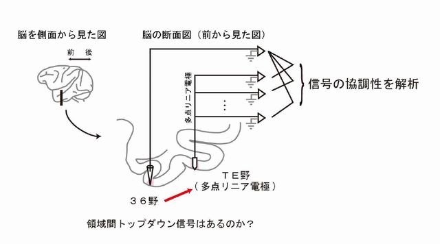 多点リニア電極を用いた活動測定