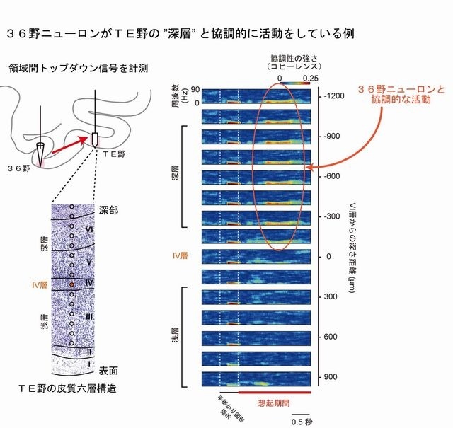 36 野－TE 野の協調的活動の例