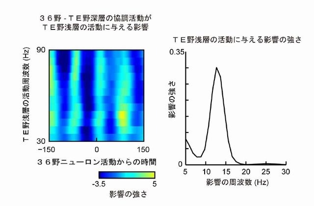 36 野‐TE 野深層の協調的な活動がTE 野浅層に皮質層間信号を伝播している例