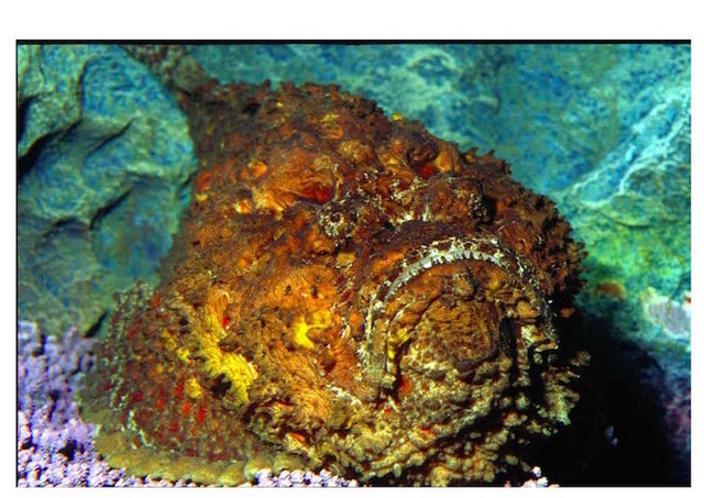 「オニダルマオコゼ」鋭く長い毒トゲに刺されるとショック症状で死に至るケースも