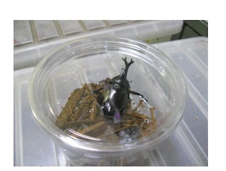 当日来場者にプレゼントされるカブトムシ（イメージ）