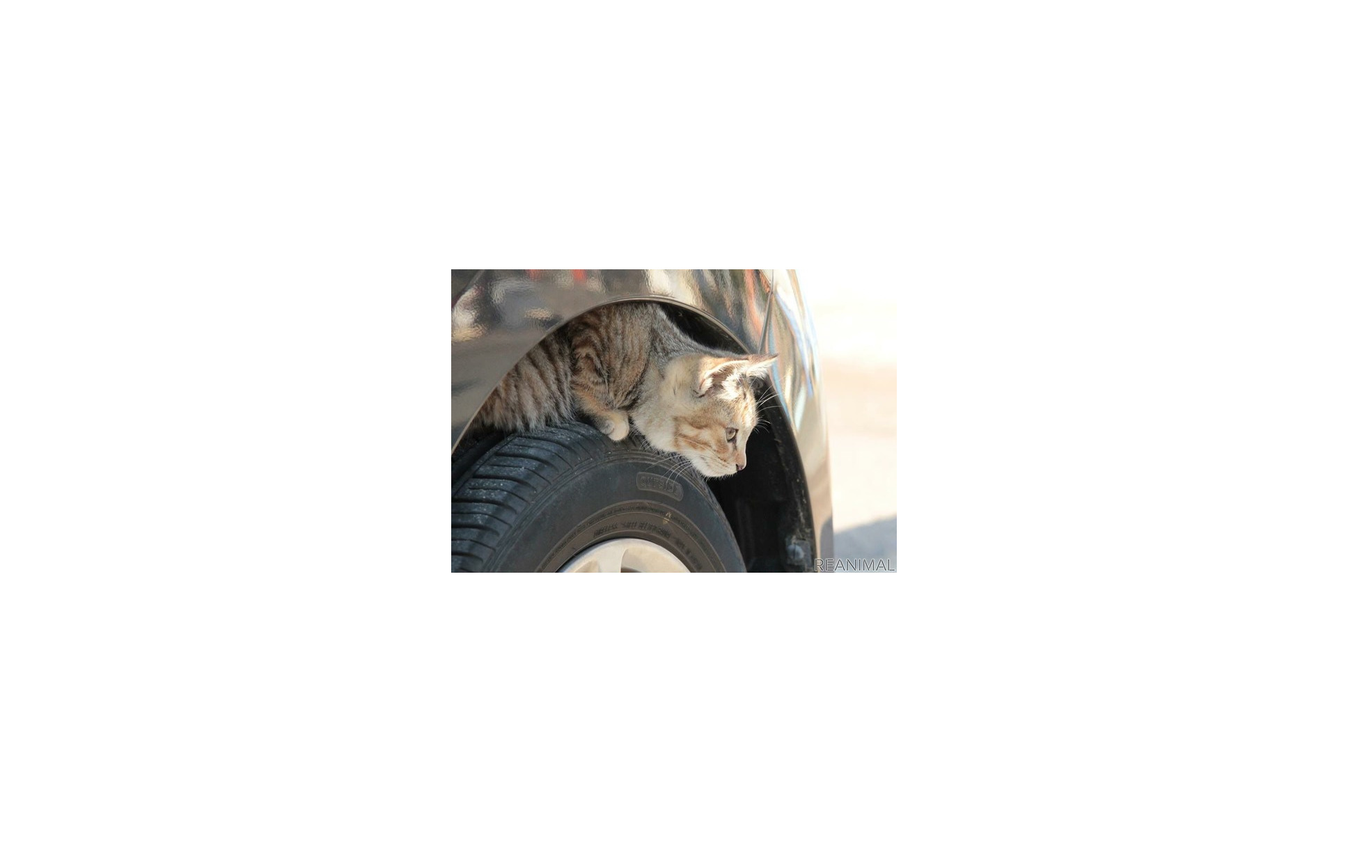 クルマに乗る前に 猫バンバン こんな小動物が忍びこんでトラブル 1枚目の写真 画像 レスポンス Response Jp