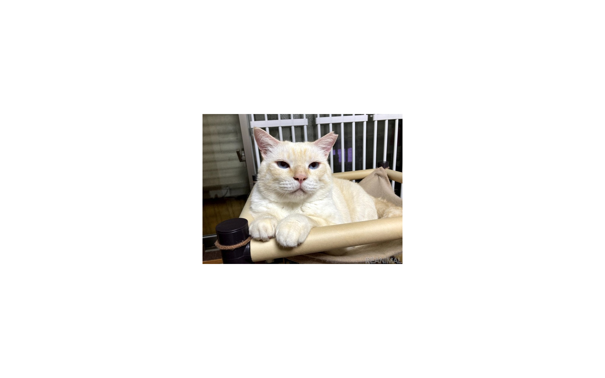 クルマに乗る前に 猫バンバン こんな小動物が忍びこんでトラブル 5枚目の写真 画像 レスポンス Response Jp