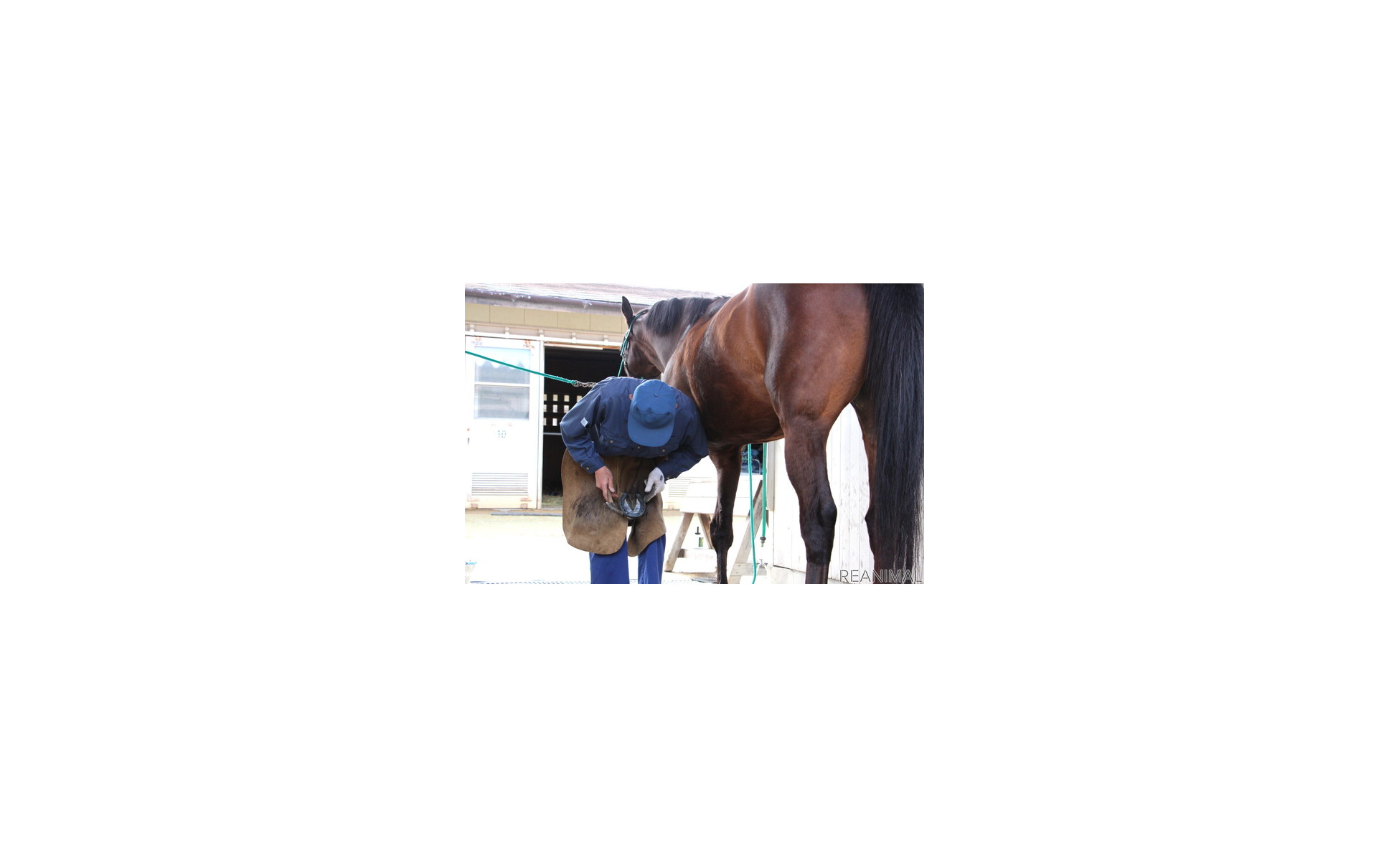 警視庁で活躍する 馬のお巡りさん 交通機動隊の騎馬隊 インタビュー 14枚目の写真 画像 レスポンス Response Jp