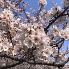 お花見はここへ行く！…2025年春はどこがお勧めですか、教えてください