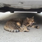 意外ニャ！ 6月に急増、猫のエンジンルーム侵入…要注意