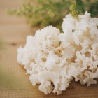 電球製造ノウハウを応用してキノコ栽培、大井川電機が「ホホホタケ」出荷---機能性表示食品