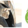 日産「猫バンバン」プロジェクト、特設サイトオープン…乗車前にボンネットを叩く