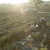 テキーラ原料のアガヴェの収穫
