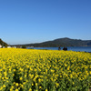 池田湖畔の菜の花畑。