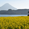 池田湖畔の菜の花畑。