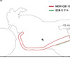 新型CB1100シリーズ