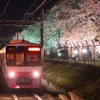 元山～くぬぎ山間にある桜並木のライトアップの様子。今年は3月30日から4月5日まで行われる予定。