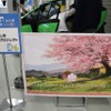 福島サクラモリプロジェクト。福島で桜を育て世界に広めることで魅力をもっと知ってもらおうというプロジェクト。