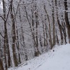 ハローウッズ 冬の森