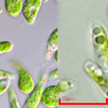 微細藻類ユーグレナ（和名:ミドリムシ）と微細藻類コッコミクサKJ右:微細藻類コッコミクサKJ（右）