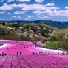 芝ざくら公園（イメージ）