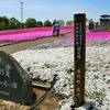 芝ざくら公園（イメージ）