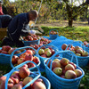 収穫したりんごをおおむね松竹梅の3段階に分類。