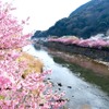 河津桜まつり（イメージ）