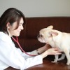 お母さん（飼い主さん）は、往診をメインに行っている獣医師の堀江志麻先生