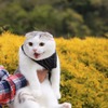 「WEBねこにすと～ニャンと素敵な奇跡の一枚！～」