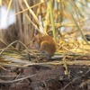 カヤネズミ（「わくわく里山・縄文の里」）