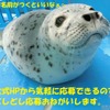 伊勢シーパラダイス、ゴマフアザラシの赤ちゃんの名前募集を開始