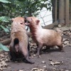 よこはま動物園ズーラシアのヤブイヌ