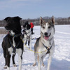 星野リゾート トマム、大雪原を駆け巡る「犬ぞりツアー」を開催