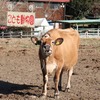 丑年なので牛に会いに行ってきた(雪印こどもの国牧場)