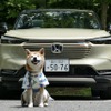 柴犬のハルとホンダ ヴェゼル e:HEV PLaY