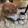 柴犬のハル