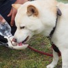ドライブ中はペットの水分補給を忘れずに(イメージ)《写真 PhotoAC》