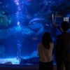 すみだ水族館「夏の夜すい」(8月29日まで)