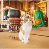 てらねこ写真展&にゃんにゃんzakkaマーケット(8月3日まで)