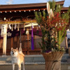 「愛犬と一緒に参拝できる神社ベスト20」発表