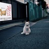 街中に「猫飛び出しサイン」が広まったイメージ